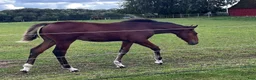 Hoppning hästar till salu: Hingst e. Atlantic-Canvas Plus - Annons 5