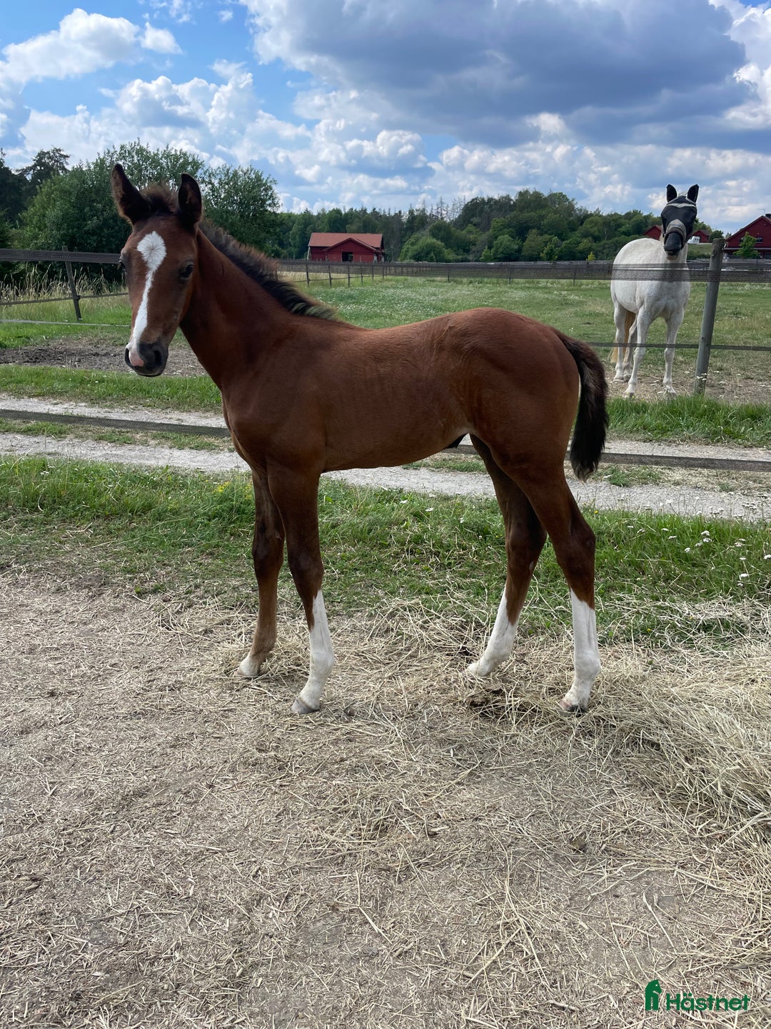 Hoppning hästar till salu: Stoföl e. Special One - Cartier  i Saxdalen - Annons 2