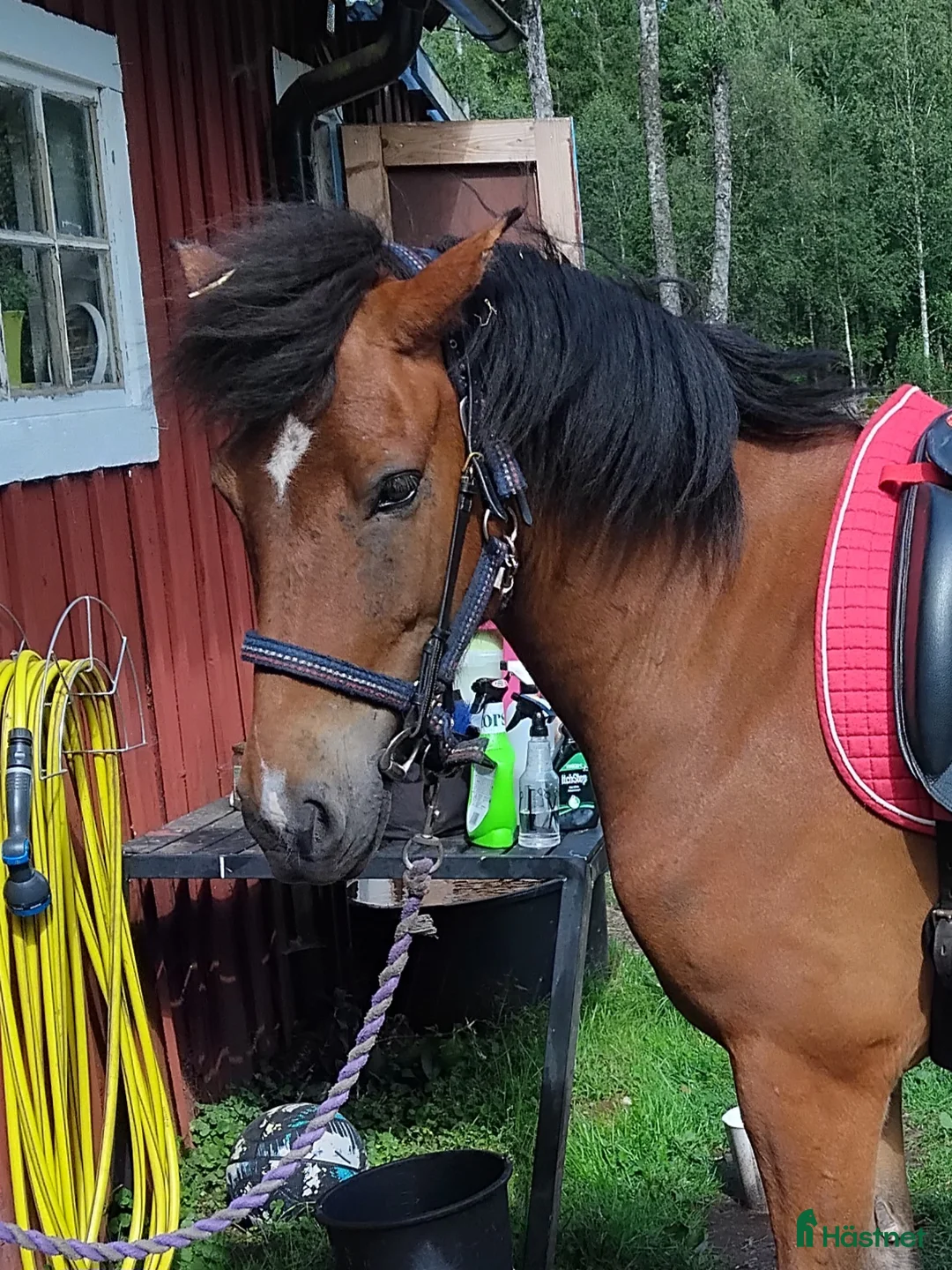 Island hästar till salu: Blivande tävlingshäst? i Osby - Annons 2