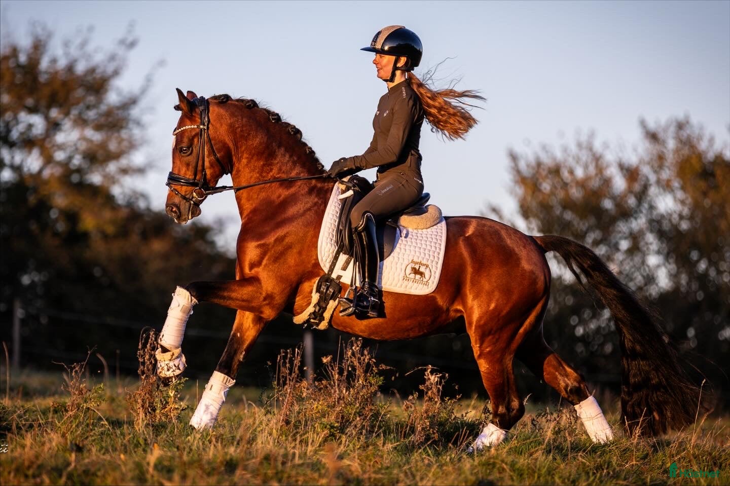  hästar Top FEI pony  - Annons 2