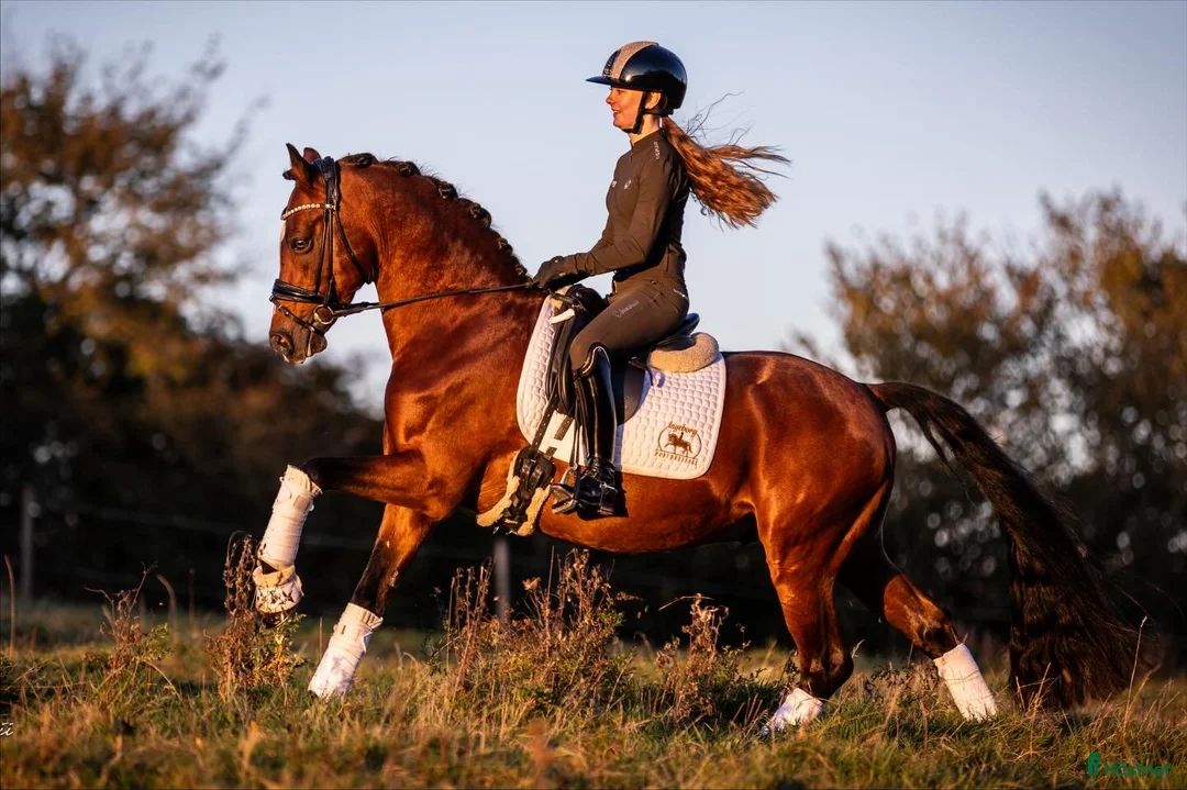 Dressyr hästar till salu: Top FEI pony  - Annons 2