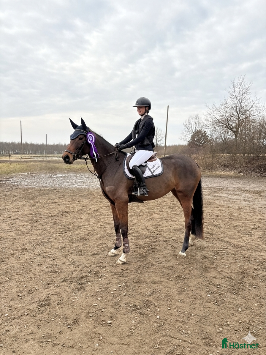  hästar Vacker och ädel 5-åring - Annons 1