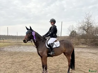 hästar Vacker och ädel 5-åring - Annons 1