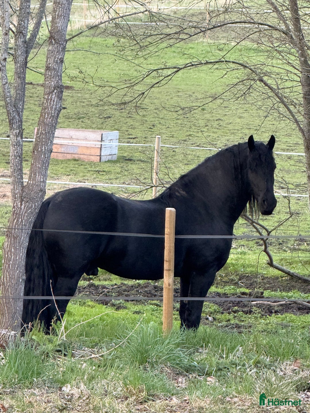  stallplats finnes: Stall plats med full service i Lindesberg - Annons 3