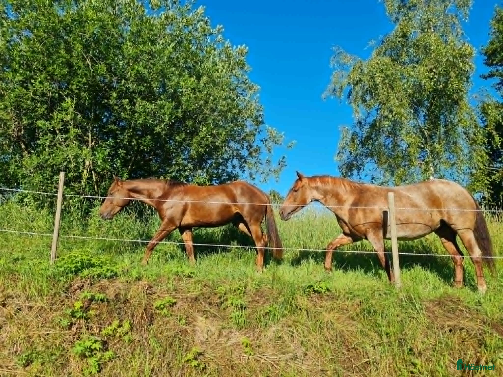 hästar SÖKES: Trygg familjehäst och läromästare 🐴 - Annons 1