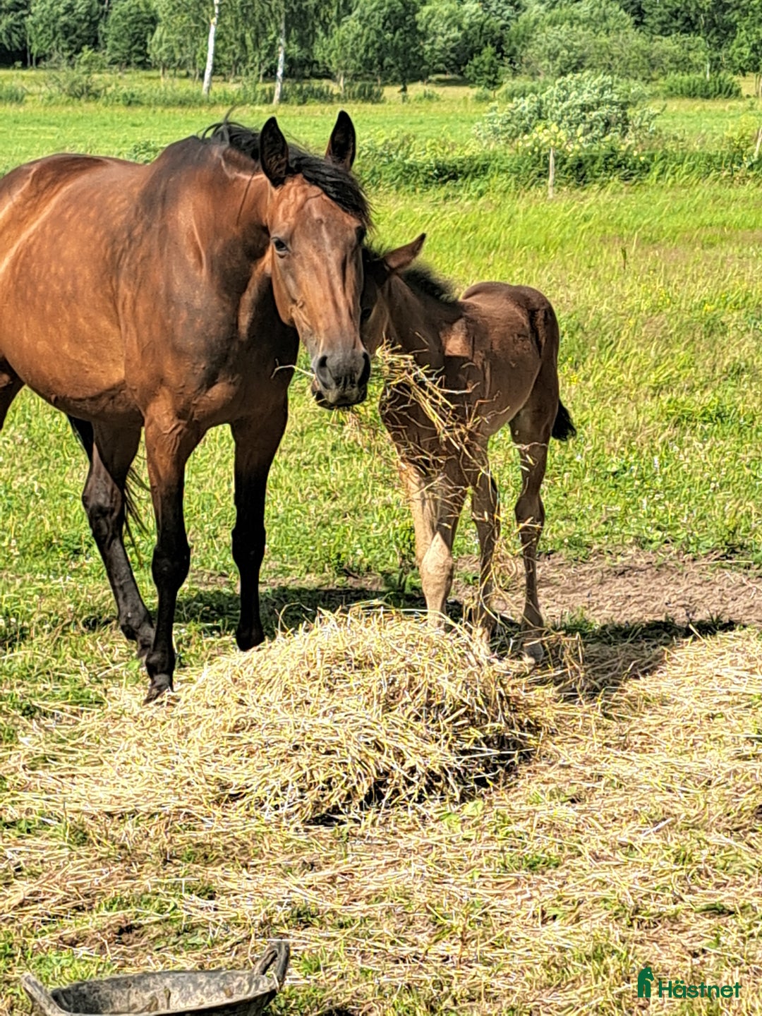 Allround hästar till salu: Stabil o trygg promenadhäst i Östra Ryd - Annons 3