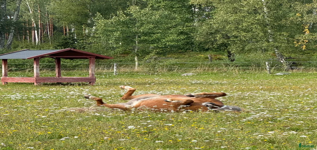 Galleribild {{count}}