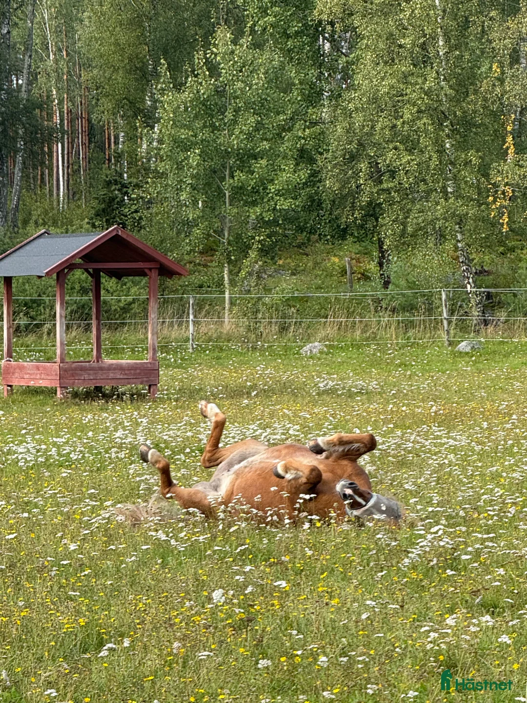 Galleribild {{count}}