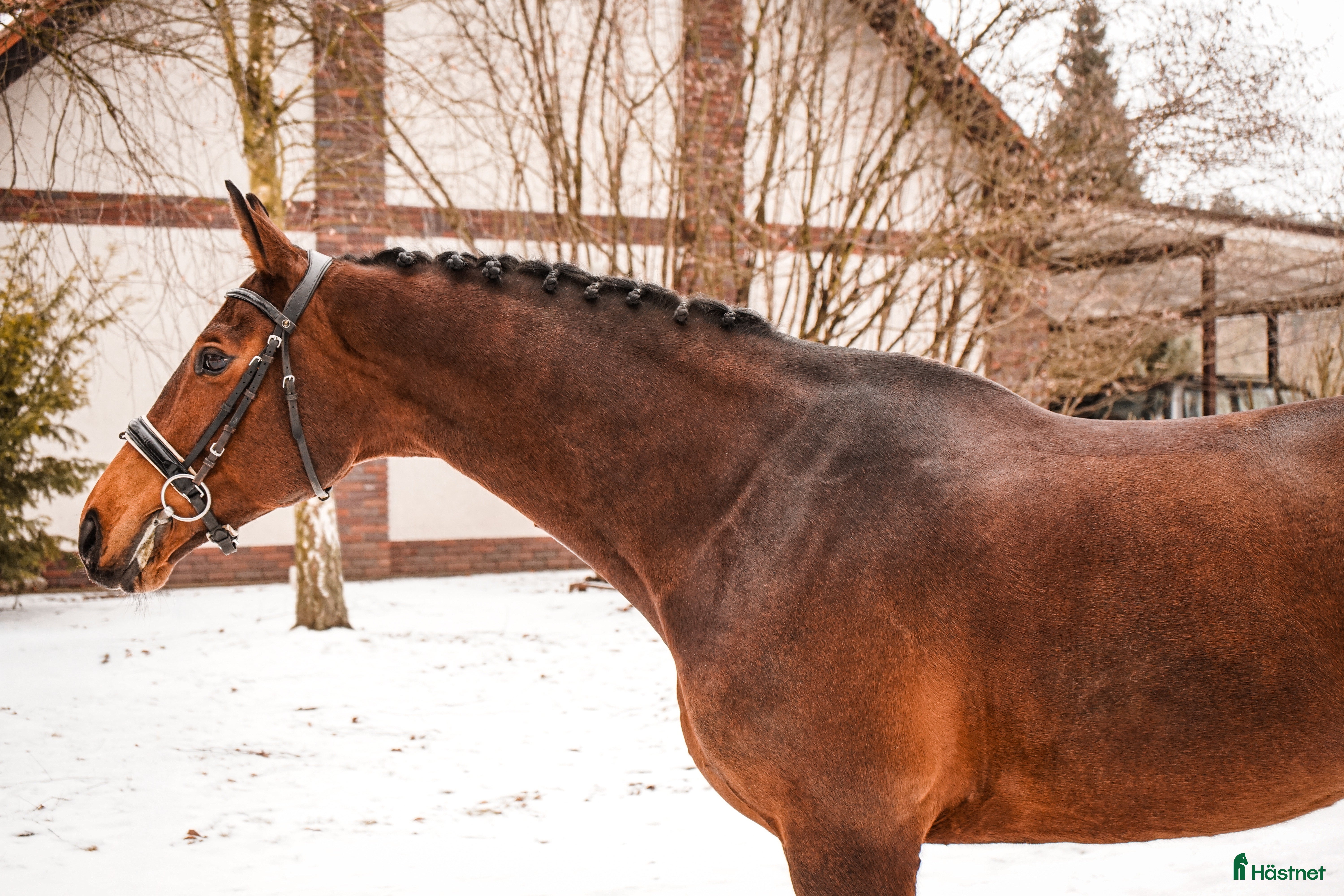  hästar Professor horse! Jumping and dressage mare! i Ystad - Annons 14