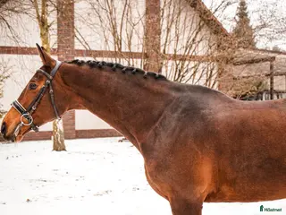 hästar Professor horse! Jumping and dressage mare! i Ystad - Annons 14