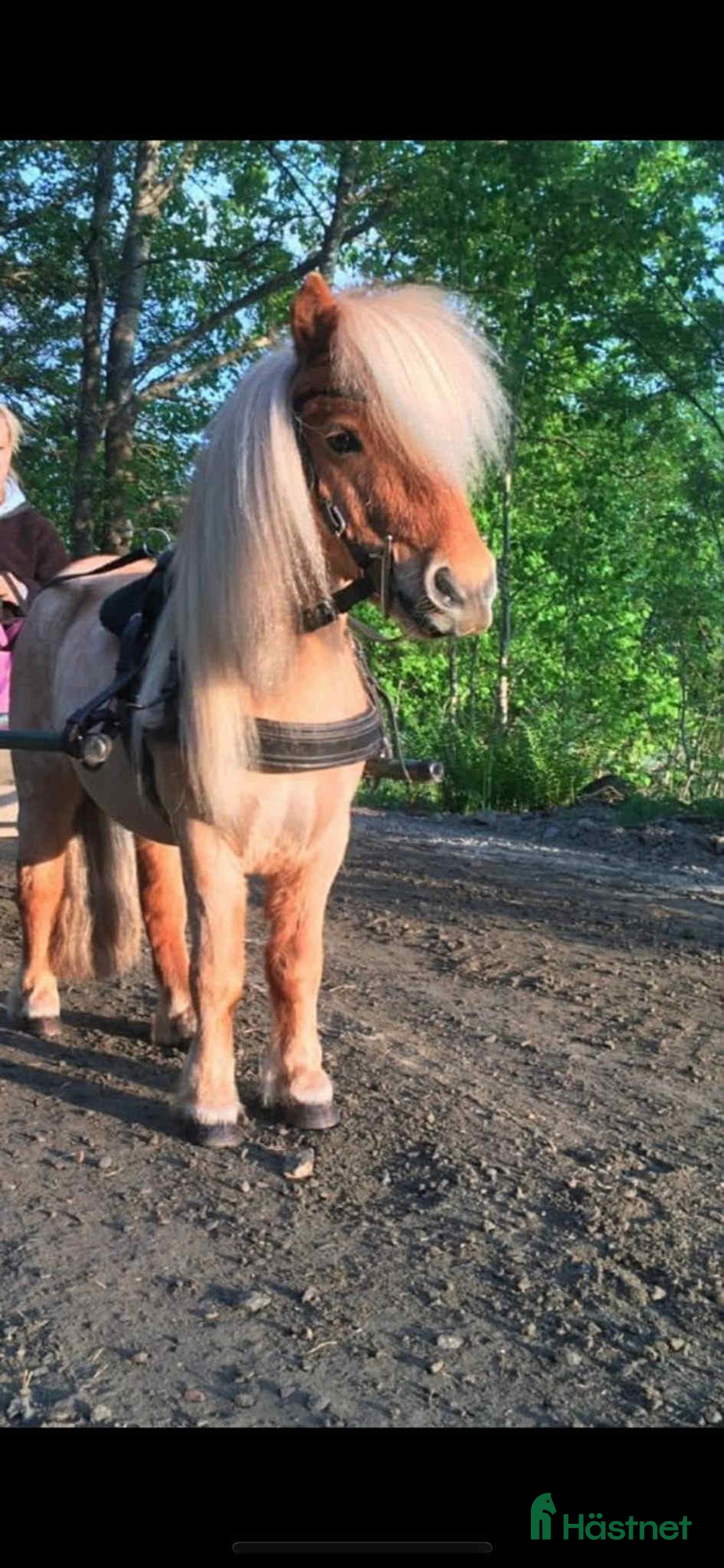 Sällskap hästar till salu: Sällskapsponnyer säljes tillsammans i Älvängen - Bild 2