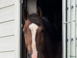 stallplats finnes: 1 eller 2 helinackoderingsplatser erbjudes i Vallda - Annons 1