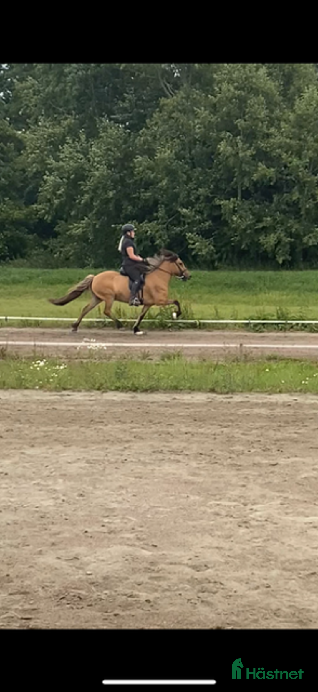 Island hästar till salu: Trevligt 5 gångs sto i Örbyhus - Annons 5