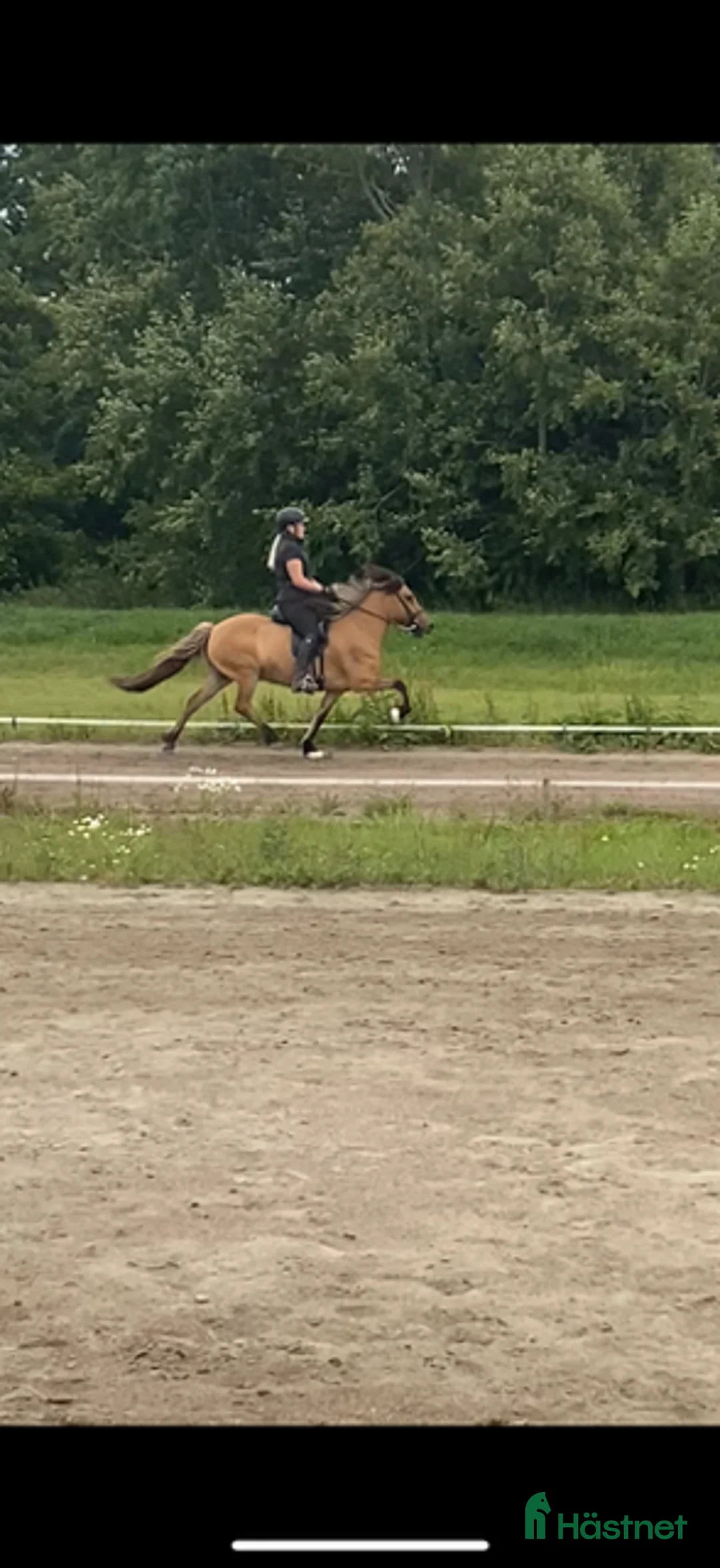 Island hästar till salu: Trevligt 5 gångs sto i Örbyhus - Annons 5
