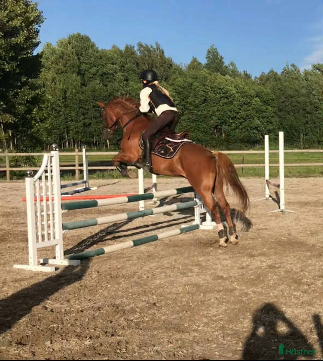 Allround hästar till salu: UTVECKLINGSBAR D-PONNY i Vintrosa - Annons 8