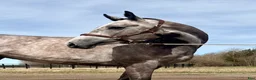 Hoppning hästar till salu: Ett sto för framtiden!  - Annons 2