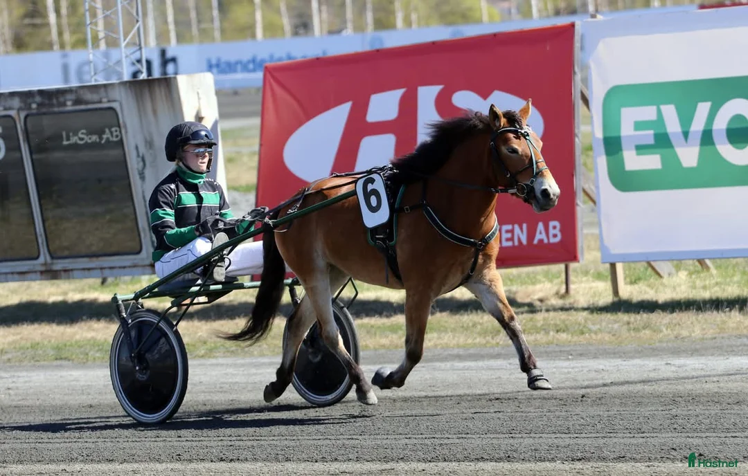 Trav hästar till salu: Mysig ponnytravare - Annons 7