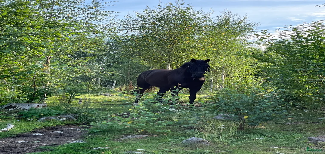 Galleribild {{count}}