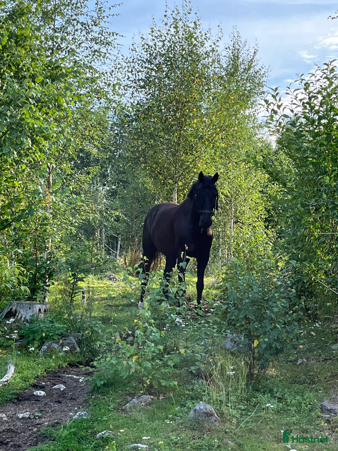 Galleribild {{count}}