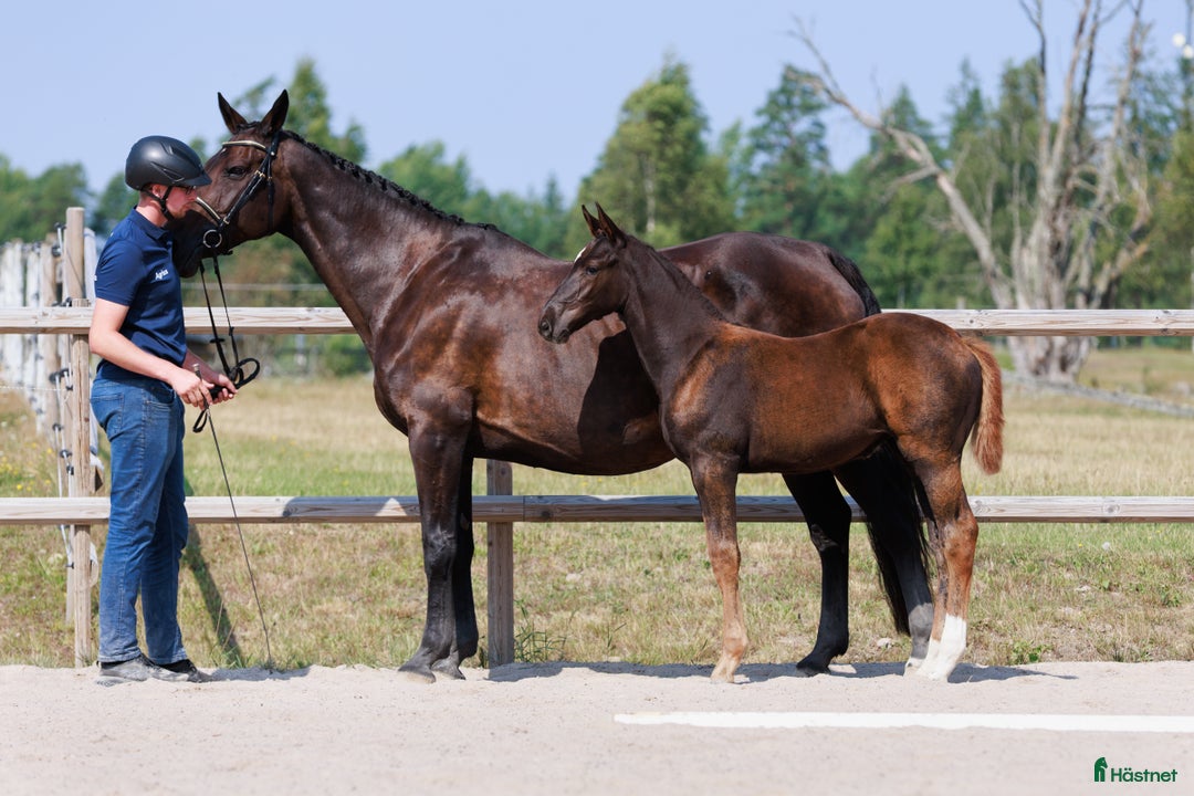 Hoppning hästar till salu: Diamant de Semilly-föl med prestationsstam i Rockneby - Annons 3