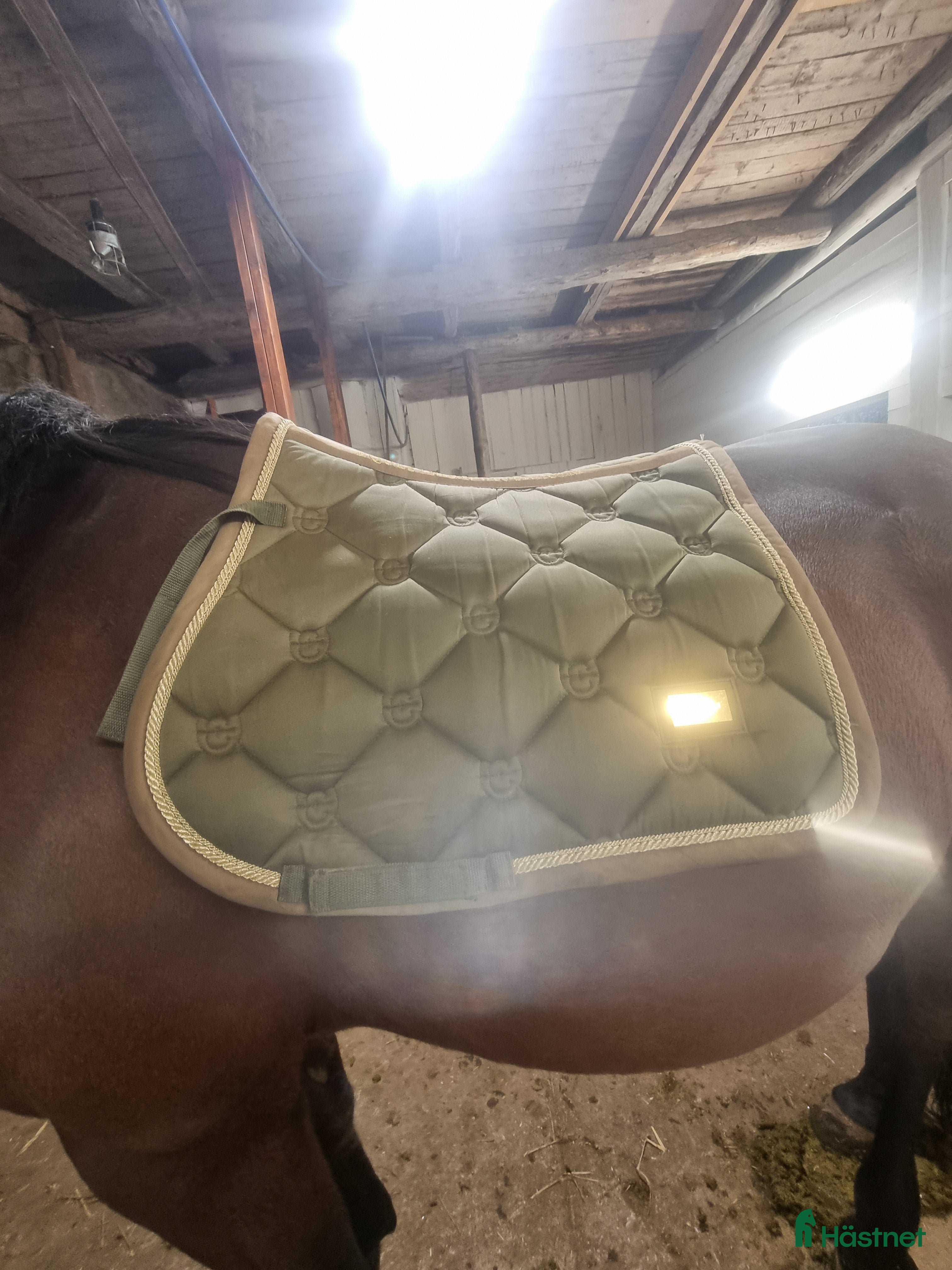 Schabrak & Vojlockar hästutrustning till salu: Säljer Es i Viskafors - Annons 15