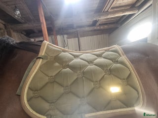 Schabrak & Vojlockar hästutrustning till salu: Säljer Es i Viskafors - Annons 8