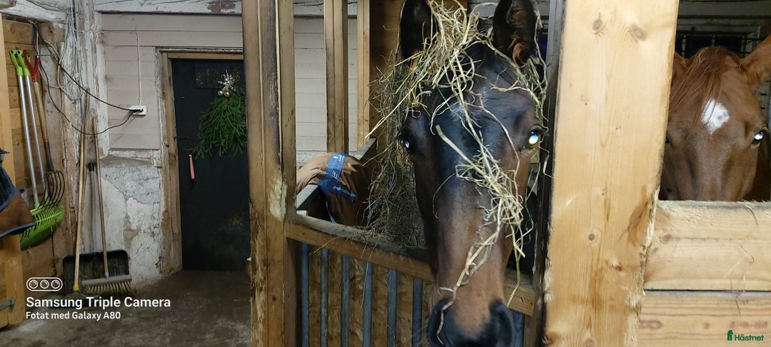  stallplats finnes: Boxar uthyres norr om Motala  i Motala - Annons 4