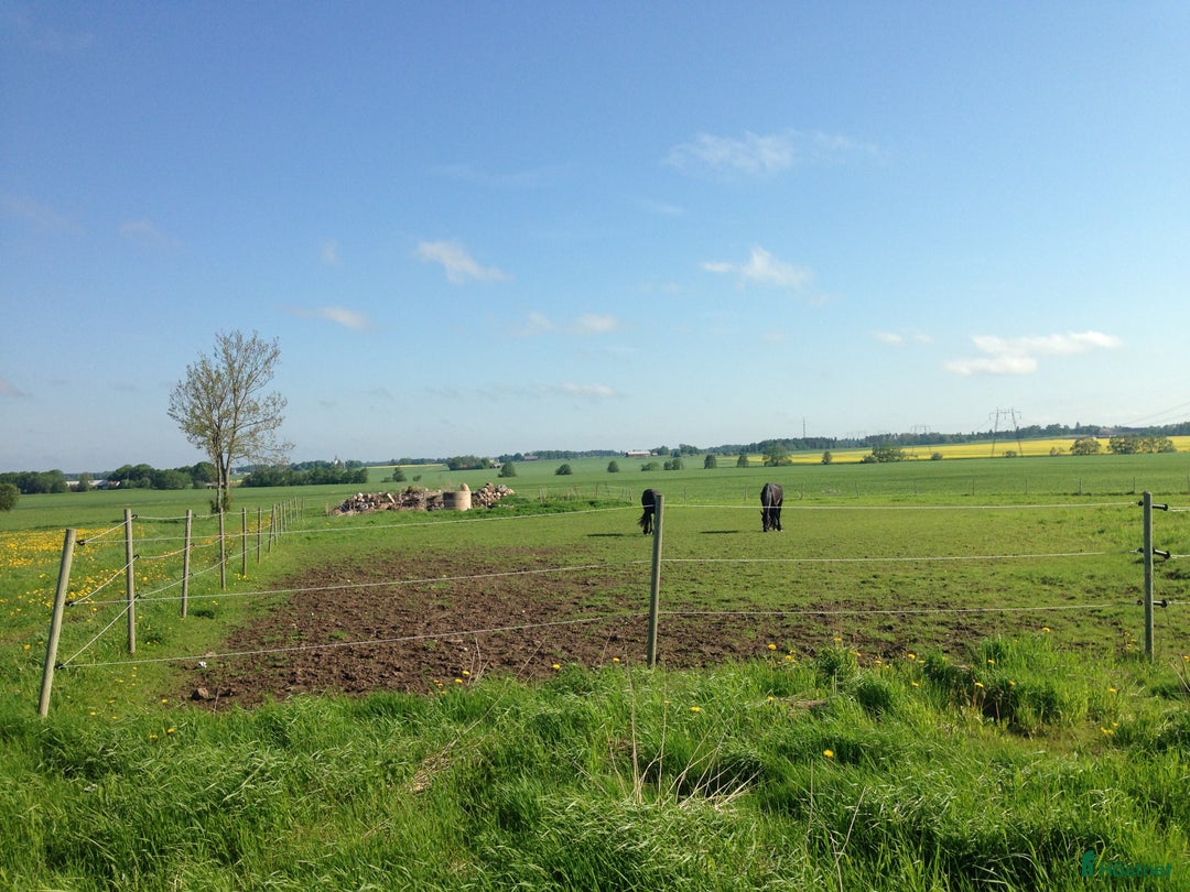  stallplats finnes: Lediga stallplatser, 2 ridhus, inga jourer i Vikingstad - Annons 5