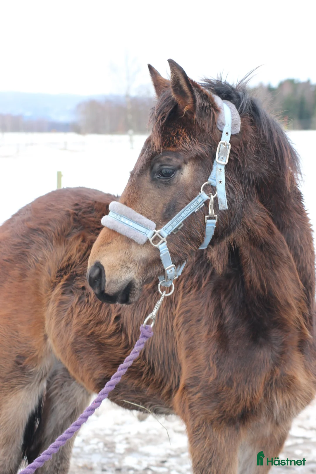 Dressyr hästar till salu: Trevlig hingst - Annons 3