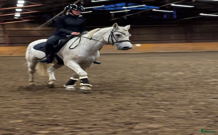  hästar i Frändefors - Annons 4