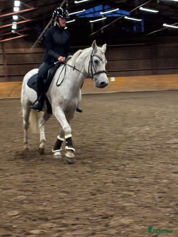 hästar i Frändefors - Annons 4