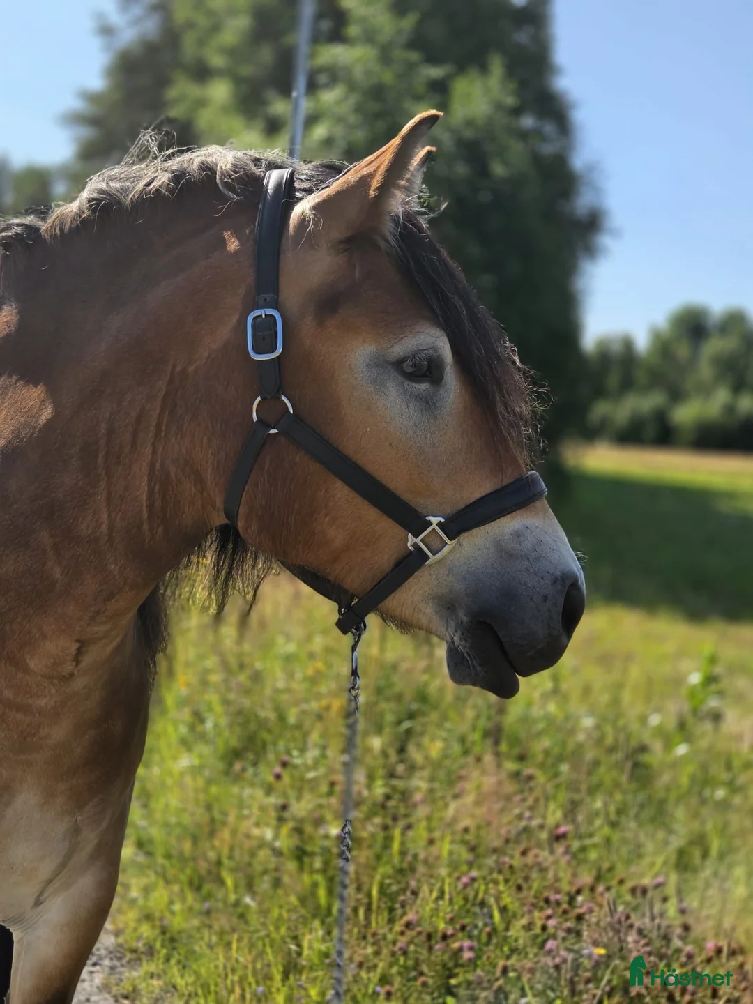 Körning hästar till salu: Nyfiken unghäst - Annons 1