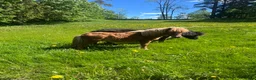 Övrigt hästar till salu: Minishetland hingst  - Annons 4