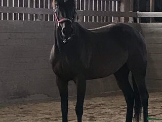 hästar Sto med föl. i Hedemora - Annons 8