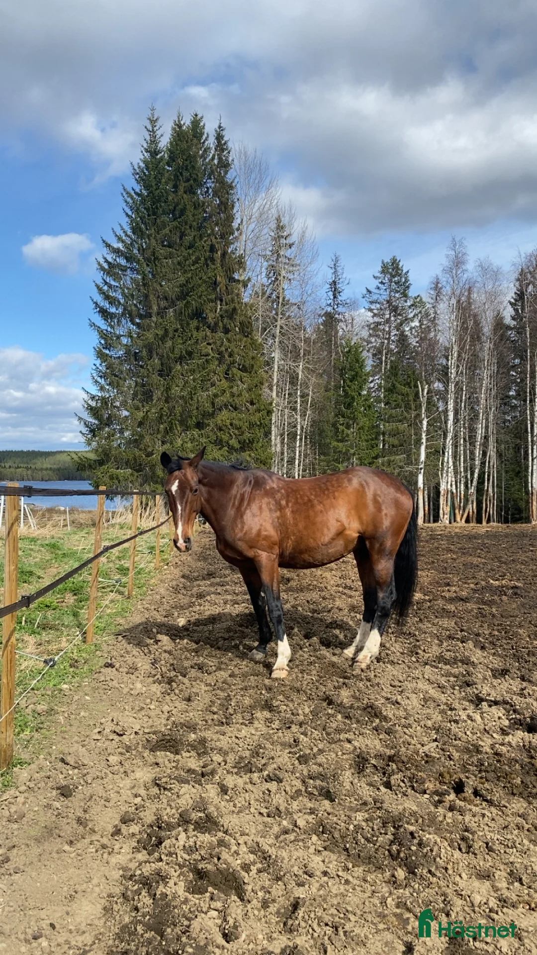 Allround hästar till salu: Två fina damer  - Annons 1