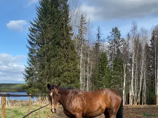 hästar Två fina damer - Annons 20