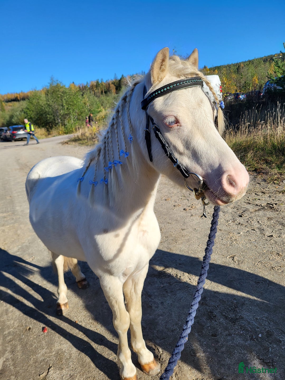 Allround hästar till salu: Socker söt bästa kompis i Stöde - Bild 1