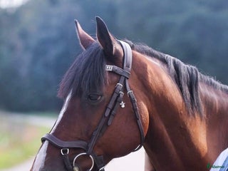 hästar Personlig d-ponny söker nytt hem i Uddevalla - Annons 12