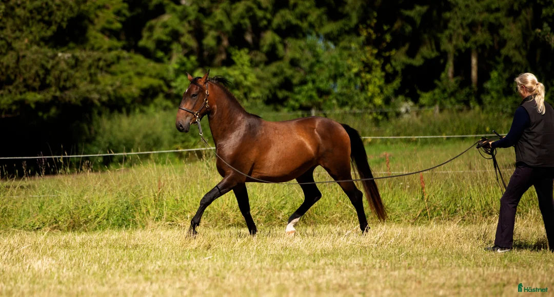 Allround hästar till salu: Mysig lipizzaner Vallack - Annons 4