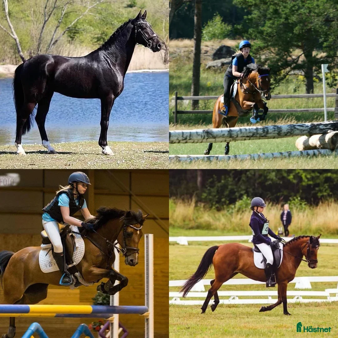 Hoppning hästar till salu: Hingstföl efter Converse All Star, A1 försäkrad i Alunda - Annons 11