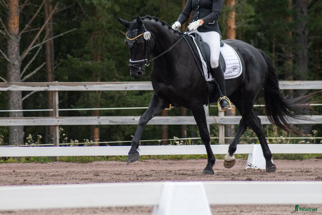 Dressyr hästar till salu: Sto med utstrålning - intressekoll i Storvik - Annons 2