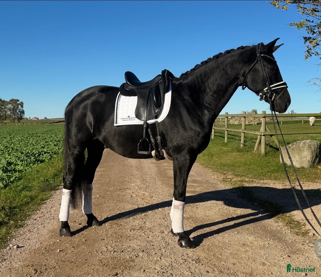 Dressyr hästar till salu: Svårklasshäst  - Annons 2