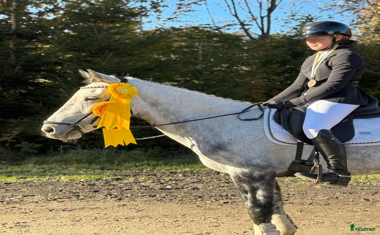  hästar i Olofström - Annons 6