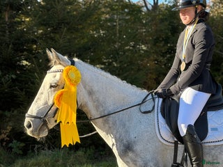 hästar i Olofström - Annons 14