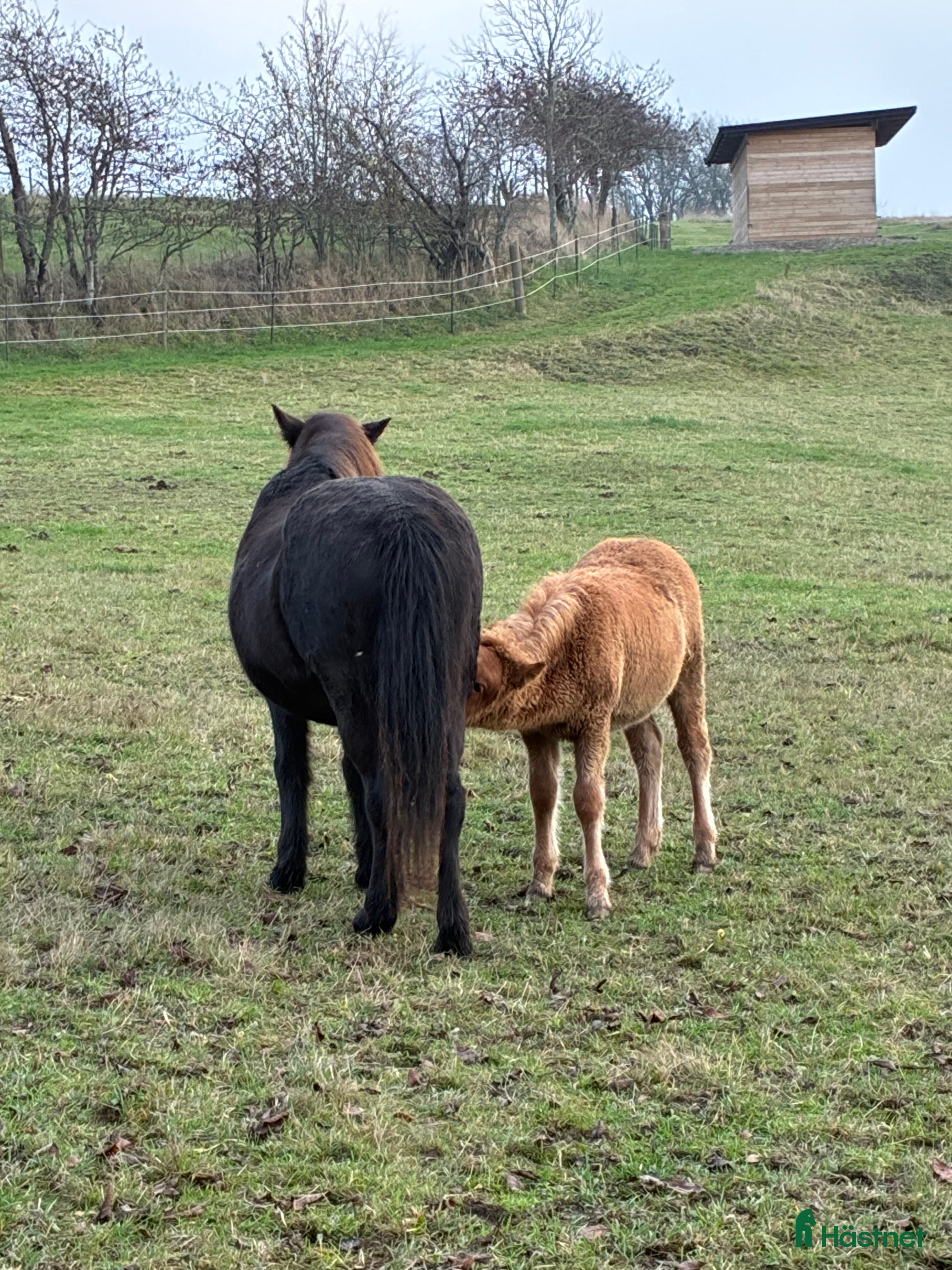 hästar Föl född 2025 i Skurup - Annons 3