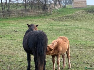 hästar Föl född 2025 i Skurup - Annons 5