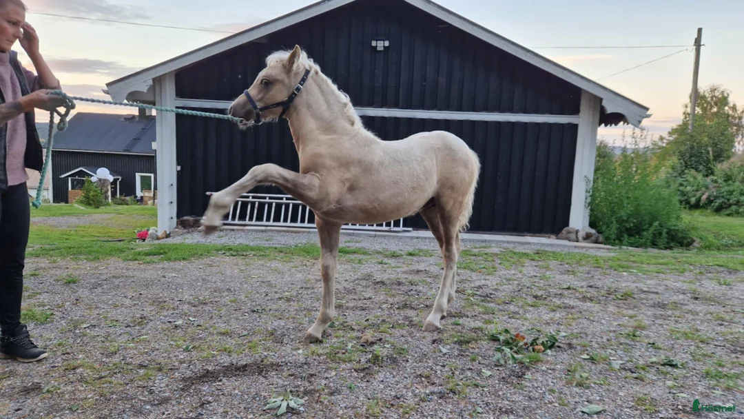 Allround hästar till salu: Rainbow in the Dark  i Bollstabruk - Annons 2