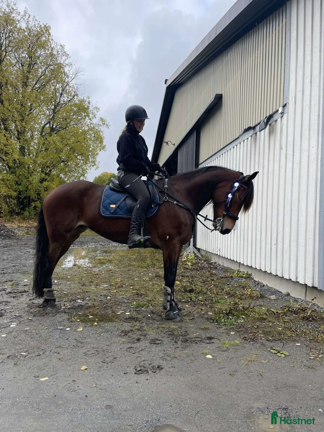 Allround hästar till salu: Bonus Glitterfina - Annons 2