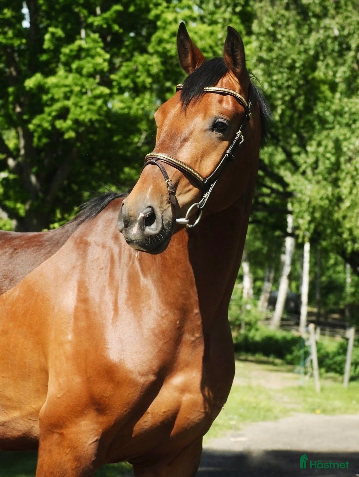  hästar Trevlig valack - Annons 14