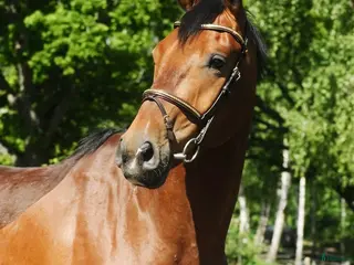 hästar Trevlig valack - Annons 6